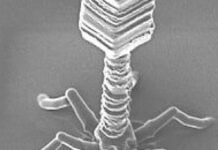 Somministrato per la prima volta un virus progettato dall’IA per combattere batteri resistenti agli antibiotici Somministrato per la prima volta un virus progettato dall'IA per combattere batteri resistenti agli antibiotici
