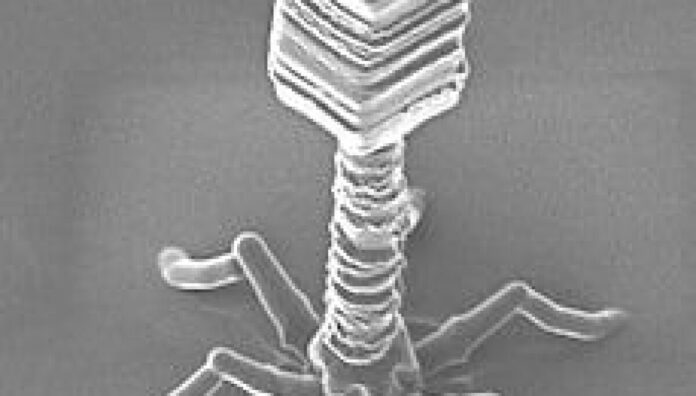 Somministrato per la prima volta un virus progettato dall'IA per Somministrato per la prima volta un virus progettato dall'IA per combattere batteri resistenti agli antibiotici