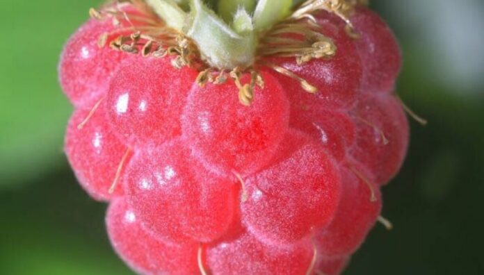 Raspberry Pi Desktop: la soluzione ideale per riattivare vecchi PC Raspberry Pi Desktop: la soluzione ideale per riattivare vecchi PC inutilizzati