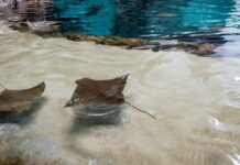 Inizia il beta testing di Ubuntu 26.10 “Stonking Stingray” con novità in Rust e uno strumento LLM per il riconoscimento vocale Inizia il beta testing di Ubuntu 26.10 "Stonking Stingray" con novità in Rust e uno strumento LLM per il riconoscimento vocale