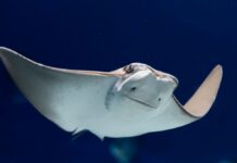 Ubuntu 26.10 “Stonking Stingray” debutta con il kernel 7.3 e nuove funzionalità vocali Ubuntu 26.10 "Stonking Stingray" debutta con il kernel 7.3 e nuove funzionalità vocali